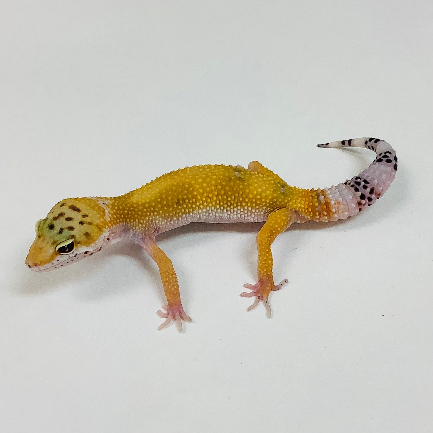 Hypo Tangerine Leopard Gecko Male F-E2-90722-1