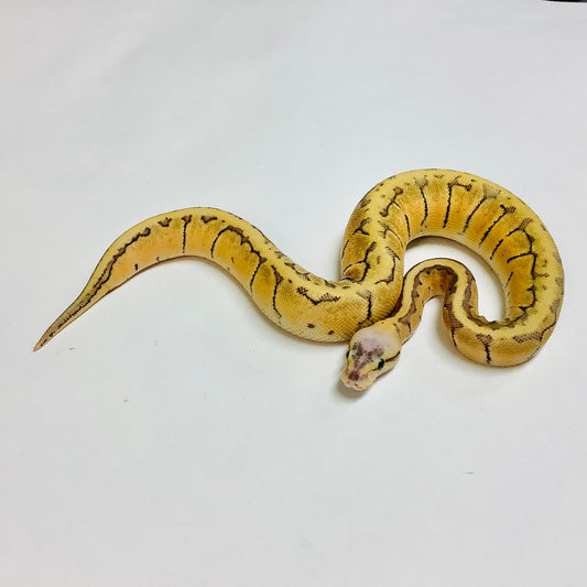 Ball Pythons for Sale at BHB Reptiles - High Quality & Wide Variety in ...