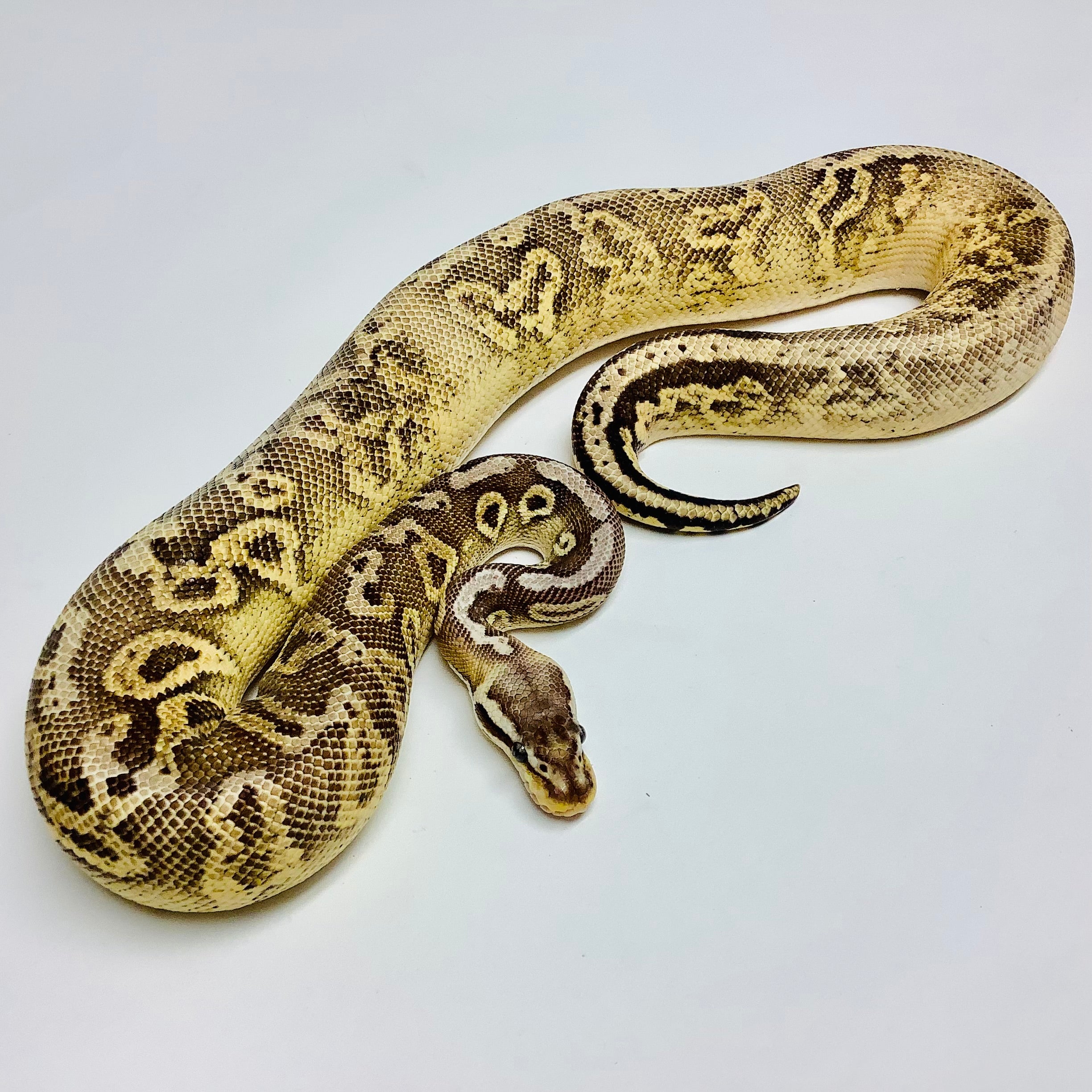 Ball Pythons For Sale At Bhb Reptiles - High Quality & Wide Variety In 