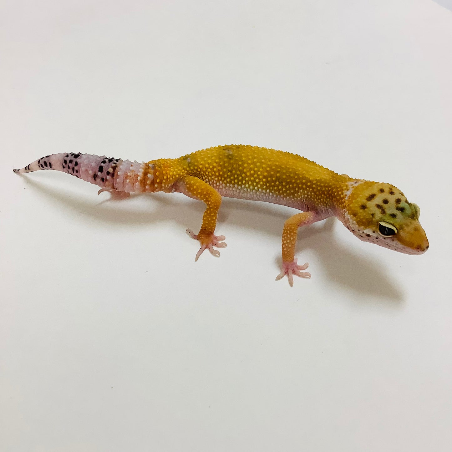 Hypo Tangerine Leopard Gecko Male F-E2-90722-1