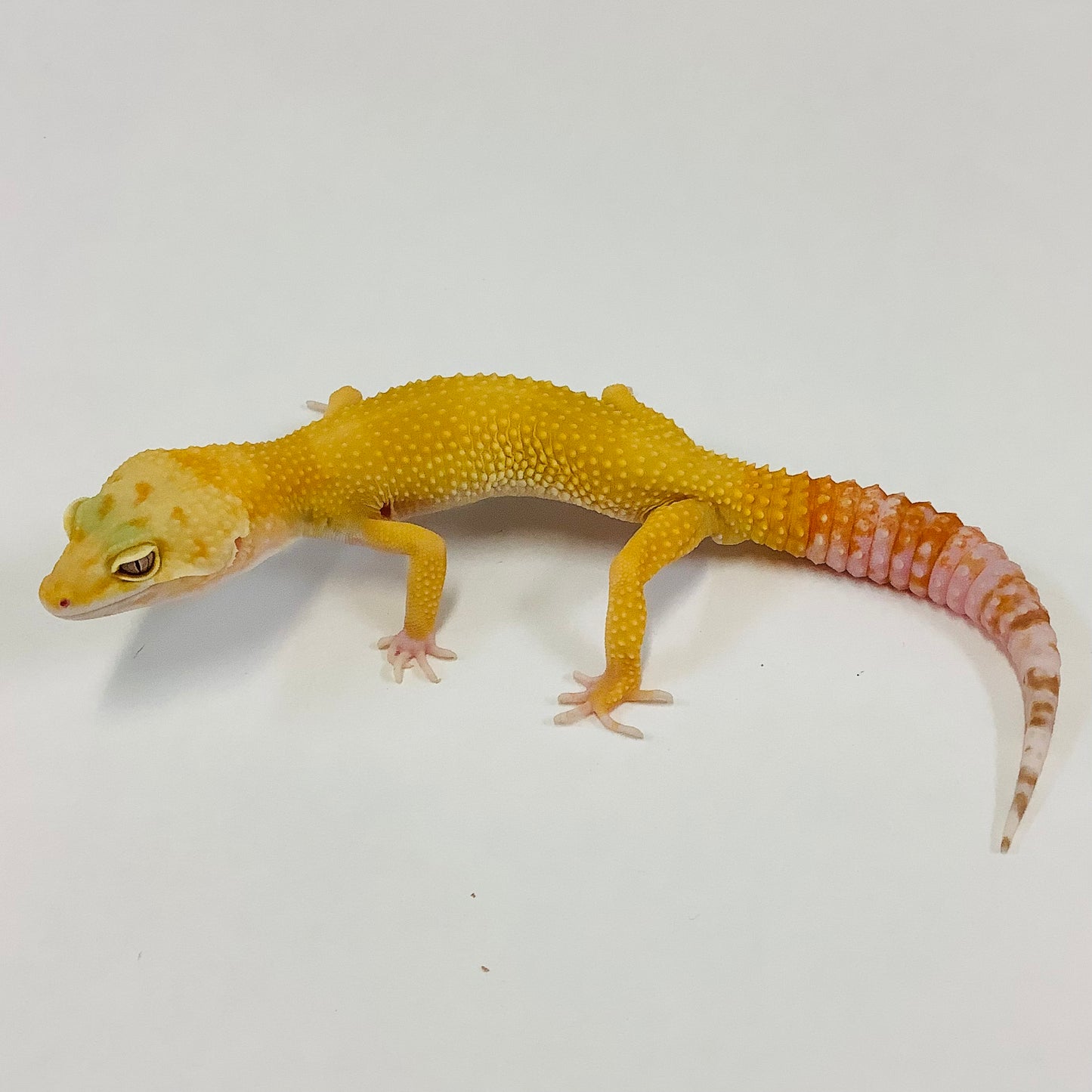 Sunglow Tremper Leopard Gecko Male D-H2-60221-1