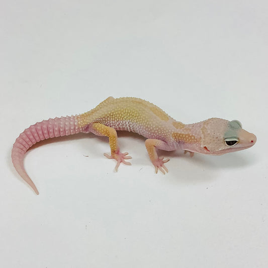 Mack Snow Tremper Albino Murphy Patternless W/Y Leopard Gecko- Male #J-C3-70422-1