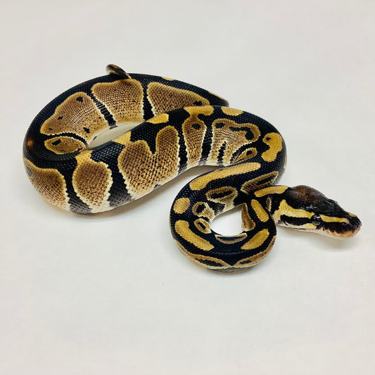 Het Albino Ball Python Male 2022M01