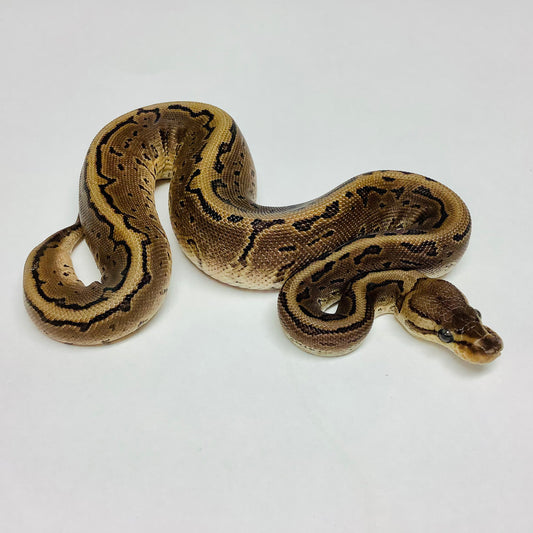 Ball Pythons for Sale at BHB Reptiles - High Quality & Wide Variety in ...