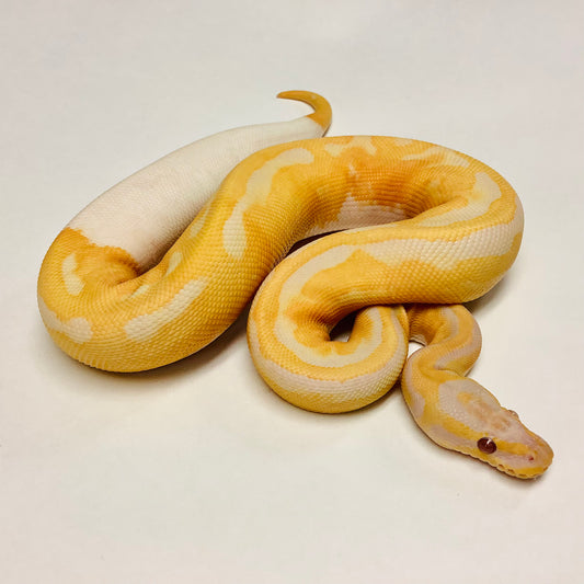 Ball Pythons for Sale at BHB Reptiles - High Quality & Wide Variety in ...