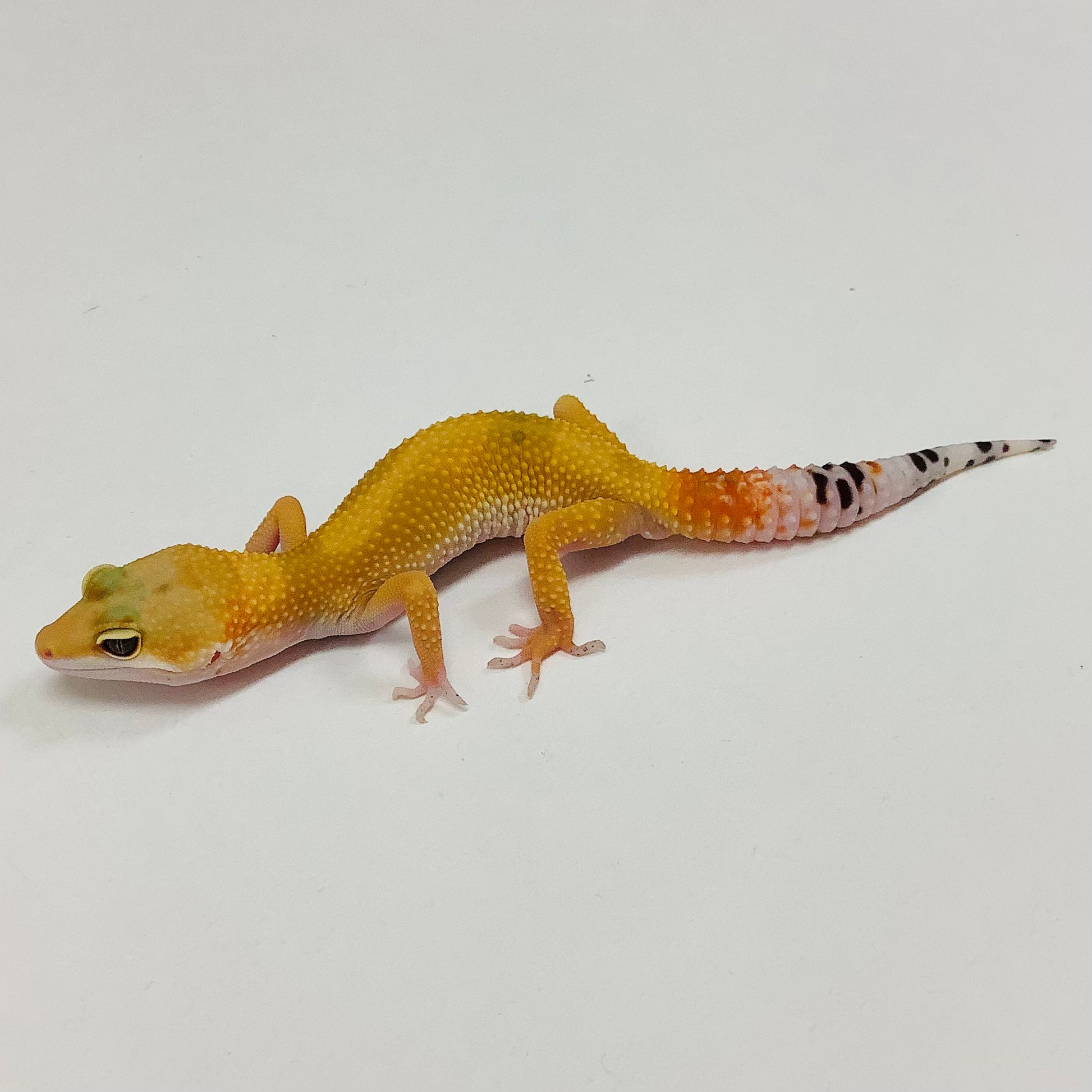 Super Hypo Tangerine Carrot Tail Baldy Leopard Gecko- Male #I-D7-71522 ...