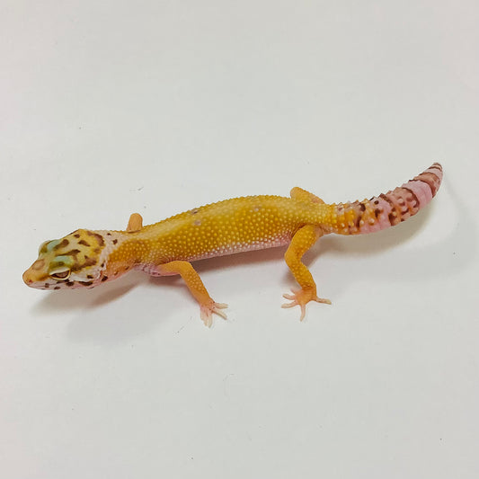 Leopard Geckos for Sale at BHB! Top Quality & Vast Selection in the US ...