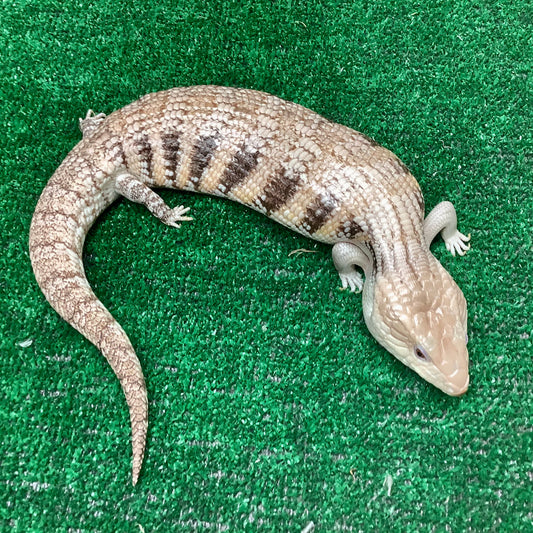 Blue-Tongued Skinks For Sale I Order Northern Blue-Tongued Skinks – BHB ...