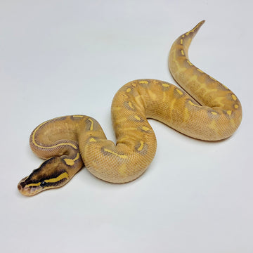 Ball Pythons for Sale at BHB Reptiles - High Quality & Wide Variety in ...