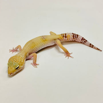 Adult Leopard Geckos For Sale - BHB Reptiles - Shipping & Pickup