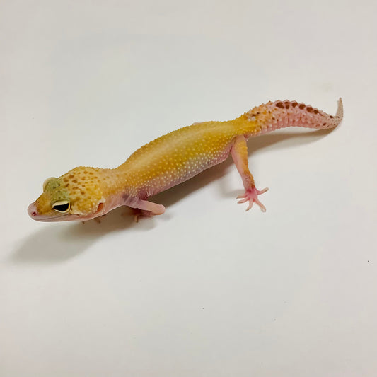 Adult Leopard Geckos For Sale - BHB Reptiles - Shipping & Pickup